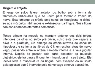 Origem e Trajeto
Emerge do sulco lateral anterior do bulbo sob a forma de
filamentos radiculares que se unem para formar o tronco do
nervo. Este emerge do crânio pelo canal do hipoglosso, e dirige-
se aos músculos intrínsecos e extrínsecos da língua. Suas fibras
são consideradas eferentes somáticas.

Tendo origem na medula na margem anterior dos dois terços
inferiores da oliva no sulco pré olivar, sulco este que separa a
oliva e a pirâmide. Ele emerge do crânio através do canal do
hipoglosso e se junta às fibras de C1, em espiral atrás do nervo
vago, passando entre a artéria carótida interna e a veia jugular
interna. Depois de passar pela parte posterior do músculo
digástrico, ele irá para a língua, terminando assim seu trajeto. Ele
inerva toda a musculatura da língua, com exceção do músculo
palatoglosso que é inervado pelo nervo vago e nervo acessório.
 