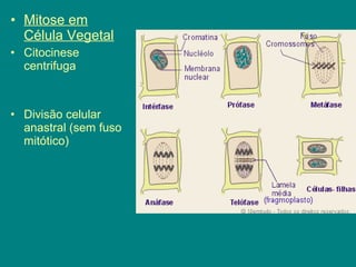 Divisão Celular | PPT