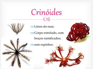
Crinóides
 Lírios-do-mar;
 Corpo estrelado, com
braços ramificados;
 sem espinhos.
 