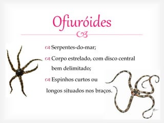 
Ofiuróides
 Serpentes-do-mar;
 Corpo estrelado, com disco central
bem delimitado;
 Espinhos curtos ou
longos situados nos braços.
 