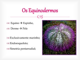 
Os Equinodermos
 Equino  Espinho,
 Derme  Pele
 Exclusivamente marinho;
 Endoesqueleto;
 Simetria pentarradial;
 