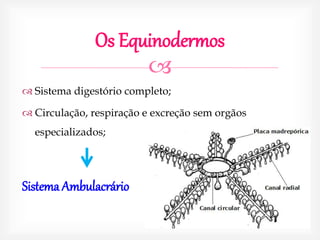 
Os Equinodermos
 Sistema digestório completo;
 Circulação, respiração e excreção sem orgãos
especializados;
Sistema Ambulacrário
 
