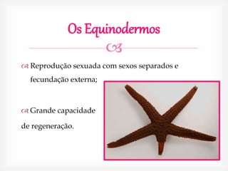 
Os Equinodermos
 Reprodução sexuada com sexos separados e
fecundação externa;
 Grande capacidade
de regeneração.
 