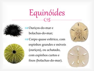 
Equinóides
 Ouriços-do-mar e
bolachas-do-mar;
 Corpo quase esférico, com
espinhos grandes e móveis
(ouriços), ou achatado,
com espinhos curtos e
fixos (bolachas-do-mar).
 