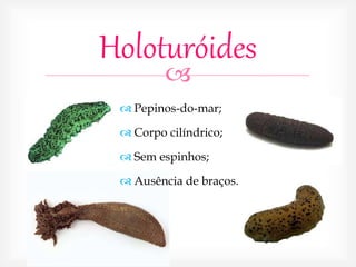 
Holoturóides
 Pepinos-do-mar;
 Corpo cilíndrico;
 Sem espinhos;
 Ausência de braços.
 