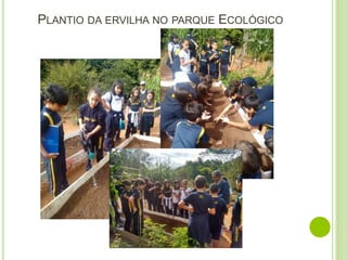 PLANTIO DA ERVILHA NO PARQUE ECOLÓGICO
 