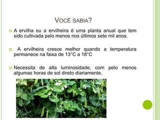 VOCÊ SABIA?
 A ervilha ou a ervilheira é uma planta anual que tem
sido cultivada pelo menos nos últimos sete mil anos.
 A ervilheira cresce melhor quando a temperatura
permanece na faixa de 13°C a 18°C
 Necessita de alta luminosidade, com pelo menos
algumas horas de sol direto diariamente.
 