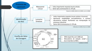 Processo de
Upstream

Ribossomal
L7/L12

o Induz importante resposta imune celular;
o Gene rplL (cromossomo I): 375 pb.
Pakzad et al (2009), Mallick et al (2009), Luo et al (2006).

Identificação
do Alvo

Lumazina
Sintetase

o
o

o

Induz importante resposta imune celular e humoral;
Apresenta estabilidade termodinâmica e arranjo
decamérico estável, facilitando sua manipulação no
processo industrial;
Gene ribH (cromossomo I): 474 pb.
Velikovsky et al (2003), Zhao et al (2009).

Escolha do Vetor
de Clonagem

o DNA dupla fita com 2686 pb.
o Marcadores de seleção: ampR e
lac Z inserido no MCS.
Lundblad et al (2010).

 