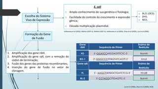 E. coli
o Amplo conhecimento de sua genética e fisiologia;

Escolha do Sistema
Vivo de Expressão

o Facilidade do controle do crescimento e expressão
gênica;

o BL21 (DE3);
o DH5;
o M15.

o Elevada multiplicação plasmidial.
Velikovsky et al (2002), Mallick (2007 a), Mallick (2007 b), Velikovsky et al (2003), Zhao et al (2009), Luo et al (2006).

Formação do Gene
de Fusão
Gene
ribH

1. Amplificação dos gene ribH.
2. Amplificação do gene rplL com a remoção do
códon de terminação;
3. Fusão dos genes das proteínas recombinantes;
4. Inserção do gene de fusão no vetor de
clonagem.

Sequência de Primer

Enzima de
Restrição

FO

5’-GGATCCATCGAGTTTCTC-3’

BamHI

RO-1

3’-GGGCCCCTAGTATCAGTT-5’

Xmal

Gene rplL

Sequência de Primer

Enzima de
Restrição

FL
RL-2

5’- AAGCTTATGGCTGATCTCG-3’
3’-CCTAGGCTTGAGTTC-5’

HindIII
BamHI

Luo et al (2006), Zhao et al (2009), NCBI.

 