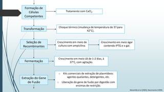 Formação de
Células
Competentes

Transformação

Seleção de
Recombinantes

Fermentação

Extração do Gene
de Fusão

Tratamento com CaCl2.

Choque térmico (mudança de temperatura de 37 para
42°C).

Crescimento em meio de
cultura com ampicilina.

Crescimento em meio ágar
contendo IPTG e x-gal.

Crescimento em meio LB de 1-2 dias, à
37°C, com agitação.

o Kits comerciais de extração de plasmídeos:
agentes quelantes, detergentes, etc.
o Liberação do gene de fusão por digestão com
enzimas de restrição.
Maranhão et al (2003), Nascimento (1999).

 