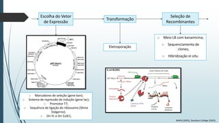 Escolha do Vetor
de Expressão

Transformação

Seleção de
Recombinantes
o Meio LB com kanamicina;

Eletroporação

o Sequenciamento de
clones;
o Hibridização in situ.

o Marcadores de seleção (gene kan);
o Sistema de repressão de indução (gene lac);
o Promotor T7;
o Sequência de ligação do ribossomo (Shine
Dalgarno);
o Ori FL e Ori ColE1;
MAPA (2003), Davidson College (2003).

 