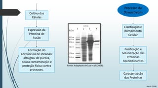 Processo de
Downstream

Cultivo das
Células

Clarificação e
Rompimento
Celular

Expressão da
Proteína de
Fusão

Formação do
Corpúsculo de Inclusão:
alto grau de pureza,
pouca contaminação e
proteção física contra
proteases.

Purificação e
Solubilização das
Proteínas
Recombinantes
Fonte: Adaptado de Luo et al (2006).

Caracterização
das Proteínas
Merck (2008).

 