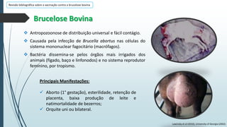 Revisão bibliográfica sobre a vacinação contra a brucelose bovina

Brucelose Bovina
 Antropozoonose de distribuição universal e fácil contágio.
 Causada pela infecção de Brucella abortus nas células do
sistema mononuclear fagocitário (macrófagos).
 Bactéria dissemina-se pelos órgãos mais irrigados dos
animais (fígado, baço e linfonodos) e no sistema reprodutor
feminino, por tropismo.
Principais Manifestações:
 Aborto (1° gestação), esterilidade, retenção de
placenta, baixa produção de leite e
natimortalidade de bezerros;
 Orquite uni ou bilateral.
Lawinsky et al (2010), University of Georgia (2002).

 