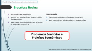 Revisão bibliográfica sobre a vacinação contra a brucelose bovina

Brucelose Bovina
 Alta incidência e prevalência.

TRANSMISSÃO

 Mundo: no Mediterrâneo, Oriente Médio,
África e América.

 Transmissão: mucosa oro-faríngeana e mãe-feto.
 Mais infectante em animais púberes e vacas prenhas.

 Brasil: casos vem diminuindo com programa
de vacinação compulsória.

Problemas Sanitários e
Prejuízos Econômicos

MAPA - Programa Nacional de Controle e Erradicação da Brucelose e da Tuberculose Animal (2006).

 