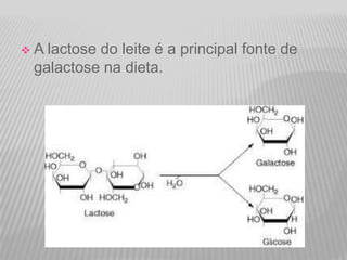 

A lactose do leite é a principal fonte de
galactose na dieta.

 