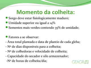 Momento da colheita:
Sorgo deve estar fisiologicamente maduro;
Umidade superior ou igual a 14%
Sementes mais verdes contendo 35% de umidade;
Fatores a se observar:
- Área total plantada e data de plantio de cada gleba;
- Nº de dias disponíveis para a colheita;
- Nº de colhedoras e velocidade de colheita;
- Capacidade do secador e silo armazenador;
-Nº de horas de colheita/dia;
 