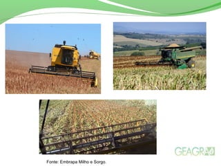 Fonte: Embrapa Milho e Sorgo.
 