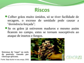 Riscos
Colher grãos muito úmidos, só se tiver facilidade de
secagem, o excesso de umidade pode causar a
“dormência forçada”;
Se os grãos já estiverem maduros e mesmo assim
ficarem no campo, estes se tornam susceptíveis ao
ataque de insetos e fungos.
Sintomas de “ergot” ou mela
da panícula, causada por
Claviceps africana.
Fonte: Seja doutor no seu sorgo, 2002.
 