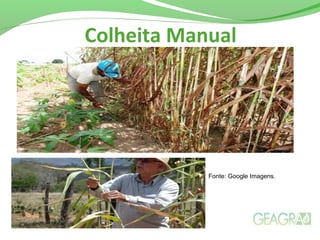 Colheita Manual
Fonte: Google Imagens.
 