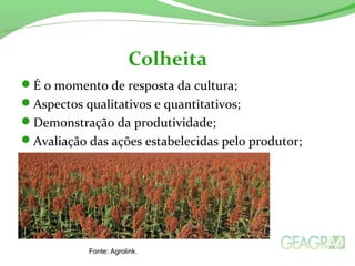 É o momento de resposta da cultura;
Aspectos qualitativos e quantitativos;
Demonstração da produtividade;
Avaliação das ações estabelecidas pelo produtor;
Colheita
Fonte: Agrolink.
 