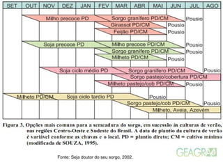 Fonte: Seja doutor do seu sorgo, 2002.
 