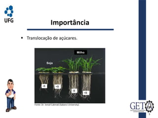 Importância
 Translocação de açúcares.
Fonte: Dr. Ismail Cakmak (Sabanci University).
5
 
