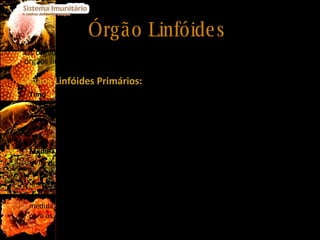 Órgão Linfóides  Os órgãos linfóides podem ser classificados em órgãos linfóides primários e órgãos linfóides secundários. Órgãos Linfóides Primários: Timo Localiza-se na parte superior do tórax; O timo tem como função promover a maturação dos linfócitos T, oriundos da medula óssea ; Medula Óssea  A medula óssea é constituída por um tecido mole e adiposo, o qual está localizado nas cavidades ósseas; Tem como função a produção de linfócitos a partir das suas células estaminais; Do linfócitos produzidos os T vão migrar em direcção ao timo, permanecendo na medula apenas os linfócitos B os quais irão aqui sofrer maturação antes de migrarem para os órgãos linfóides secundários. 