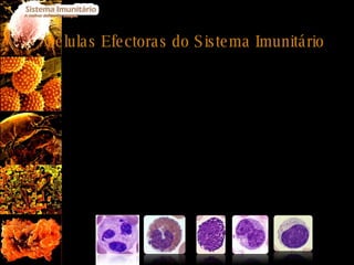 Células Efectoras do Sistema Imunitário As células efectoras do nosso sistema imunitário são designadas de leucócitos; Os leucócitos, tendo em conta as granulações presentes no seu citoplasma, podem ser divididos em dois grandes grupos os granolócitos, e os agranulócitos. 