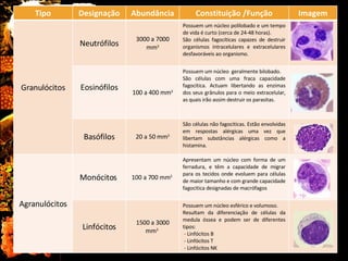 Tipo Designação Abundância Constituição /Função Imagem Granulócitos Neutrófilos 3000 a 7000 mm 3 Possuem um núcleo polilobado e um tempo de vida é curto (cerca de 24-48 horas).  São células fagocíticas capazes de destruir organismos intracelulares e extracelulares desfavoráveis ao organismo.  Eosinófilos 100 a 400 mm 3 Possuem um núcleo  geralmente bilobado. São células com uma fraca capacidade fagocítica. Actuam libertando as enzimas dos seus grânulos para o meio extracelular, as quais irão assim destruir os parasitas.  Basófilos 20 a 50 mm 3 São células não fagociticas. Estão envolvidas em respostas alérgicas uma vez que libertam substâncias alérgicas como a histamina. Agranulócitos Monócitos  100 a 700 mm 3   Apresentam um núcleo com forma de um ferradura, e têm a capacidade de migrar para os tecidos onde evoluem para células de maior tamanho e com grande capacidade fagocitica designadas de macrófagos  Linfócitos 1500 a 3000 mm 3   Possuem um núcleo esférico e volumoso.  Resultam da diferenciação de células da medula óssea e podem ser de diferentes tipos: - Linfócitos B - Linfócitos T - Linfócitos NK  