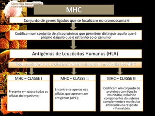 Conjunto de genes ligados que se localizam no cromossoma 6 Codificam um conjunto de glicoproteinas que permitem distinguir aquilo que é próprio daquilo que é estranho ao organismo Antigénios de Leucócitos Humanos (HLA)  No caso humano Presente em quase todas as células do organismo; MHC – CLASSE I Encontra-se apenas nas células que apresentam antigénios (APC); MHC – CLASSE II Codificam um conjunto de proteínas com função imunitária, incluindo componentes do sistema complemento e moléculas envolvidas na resposta inflamatória. MHC – CLASSE III 