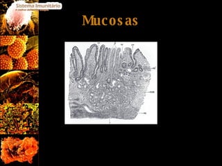 Mucosas 