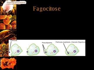 Fagocitose A fagocitose é um dos principais mecanismos de suporte da imunidade inata. Trata-se do processo pelo qual microrganismos, tal como bactérias, são ingeridos pelas células fagocíticas e, depois, destruídos ou neutralizados. 