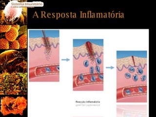 A Resposta Inflamatória 