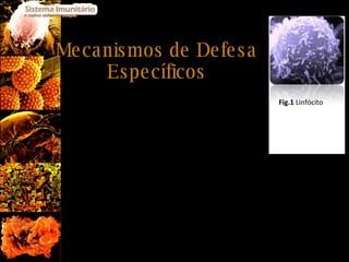 Mecanismos de Defesa Específicos Os mecanismos de defesa específicos, ou imunidade  adquirida, intervêm na defesa e protecção do nosso organismo apenas alguns dias após a invasão deste último por parte de agentes patogénicos. Estes mecanismos de defesa específicos correspondem aos processos já iniciados na resposta não específica, mas são agora amplificados, mais eficazes e dirigidos a um micróbio específico. A imunidade adquirida assenta, essencialmente, na acção de um tipo de leucócitos: os linfócitos. Fig.1  Linfócito 