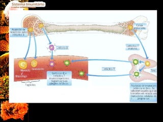 Fig.2  Maturação de Linfócitos 