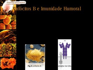 Linfócitos B e Imunidade Humoral Os linfócitos B constituem uma parte essencial do sistema imunitário, uma vez que são responsáveis pela imunidade humoral, uma componente vital dos mecanismos de defesa específicos, que confere protecção imediata e de longo prazo contra uma série de agentes infecciosos. Os linfócitos B, no geral, caracterizam-se por possuir, à sua superfície, um complexo multiproteico denominado receptor da célula B ou apenas BCR ( B Cell Receptor ). É este complexo que vai permitir aos linfócitos fazer o reconhecimento dos vários antigénios existentes. Fig.5  Receptor da Célula B Fig.4  Linfócito B 