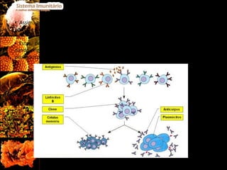 Assim, os receptores das células B, quando identificam um antigénio específico, ligam-se a ele e é desta ligação que vai resultar a activação dos linfócitos B. Estes, depois de activados, vão ser estimulados por citocinas a multiplicarem-se, dando origem a dois grupos de clones de células: um dos grupos vai diferenciar-se em plasmócitos e o outro grupo em células B de memória. Fig.6  Diferenciação de Linfócitos B em Plasmócitos e Células B Memória 