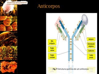 Anticorpos  Os anticorpos são moléculas solúveis, também denominadas imunoglobulinas, que se difundem pelo organismo através do sangue e da linfa, e que são fulcrais para a neutralização e destruição dos antigénios. Possuem a forma de um “Y” e são constituídos por quatro cadeias polipeptídicas ligadas por pontes dissulfito. Contêm também uma região constante e duas regiões variáveis. É nas regiões variáveis que se estabelece a ligação entre o anticorpo e um antigénio que lhe seja complementar. Assim, pelo facto de possuírem duas regiões variáveis, cada anticorpo tem duas regiões de ligação a um antigénio. Fig.7  Estrutura química de um anticorpo 