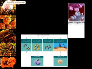 Quando um anticorpo se liga a um antigénio, estas duas moléculas vão formar um complexo antigénio-anticorpo que vai desencadear vários processos que vão conduzir à neutralização e destruição dos corpos estranhos que invadiram o nosso organismo.  O processo de destruição dos antigénios resulta de um conjunto de mecanismos que podem ser divididos em cinco fases: neutralização, aglutinação, precipitação de antigénios solúveis, activação do sistema de complemento e estimulação da fagocitose. Fig.8  Complexo antigénio-anticorpo 