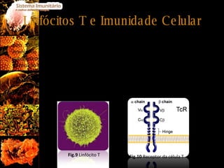 Linfócitos T e Imunidade Celular Os linfócitos T têm um papel muito importante na imunidade do nosso organismo pois são elas as principais responsáveis pelos processos da imunidade celular. A imunidade mediada por células é particularmente efectiva no combate a agentes patogénicos intracelulares, na destruição de células afectadas e no reconhecimento e destruição de células cancerosas. A característica que melhor define este tipo de linfócitos é a expressão, nas suas membranas plasmáticas, de uma estrutura polimórfica responsável pela capacidade de reconhecimento de um antigénio: o receptor da célula T ou simplesmente TCR ( T Cell Receptor ). Fig.9  Linfócito T Fig.10  Receptor da célula T 