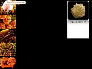- Os linfócitos intervenientes nos mecanismos da imunidade celular são: Linfócito T H  – responsáveis pelo reconhecimento dos antigénios específicos e pela segregação de mensageiros químicos, as citoquinas ou citocinas, hormonas que estimulam a fagocitose, a produção de interferão e a produção de anticorpos pelos linfócitos B. Linfócitos T C  - capazes de reconhecer e destruir células infectadas ou cancerosas. Linfócitos T S  - têm como função ajudar a moderar ou a extinguir a resposta imunitária quando a infecção se encontra controlada.  Linfócitos T de memória - permanecem num estado inactivo durante bastante tempo, respondendo de forma imediata e eficaz aquando do segundo contacto com um determinado antigénio. Linfócitos NK –responsáveis pela produção de citocinas que regulam respostas imunitárias inatas (como por exemplo a fagocitose) e adaptativas (como por exemplo a diferenciação de linfócitos T e B), e pela eliminação de células tumorais através de processos citotóxicos, que podem envolver a produção de grânulos citotóxicos, assim como a agregação de receptores que induzem a morte celular. Fig.11  Linfócito NK 