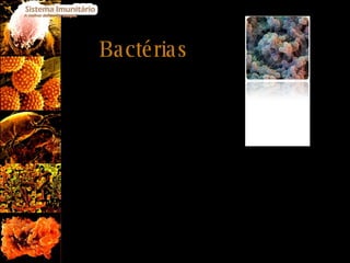 Bactérias Existem bactérias que se revelam nocivas ao nosso organismo uma vez que atacam e destroem as nossas células de diversas formas como por exemplo: Parasitam o citoplasma das células onde se alimentam e multiplicam, levando à destruição das células hospedeiras. Existem bactérias que produzem toxinas potentes, que provocam a alteração do metabolismo normal das células e/ou a sua morte. Alguns exemplos de doenças causadas pelas baterias são: Cólera (bactéria -  Vibrio cholerae ) Tuberculose (bactéria -  Mycobacterium tuberculosis ) 