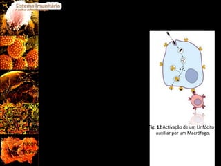 Os mecanismos da imunidade celular têm início com a apresentação do antigénio aos linfócitos T H . Os macrófagos, sendo células do sistema imunitário, apresentam também à sua superfície proteínas do complexo maior de histocompatibilidade (MHC-II). Além disso, após a fagocitose e digestão de agentes patogénicos por parte destes macrófagos, formam-se porções de moléculas com poder antigénico, que vão ser inseridas nas suas membranas celulares. Deste modo, vai formar-se um complexo antigénio-MHC-II, que será apresentado aos linfócitos T H  (que vão reconhecer o antigénio através do seu TCR), activando-os.  Fig. 12  Activação de um Linfócito T auxiliar por um Macrófago. 
