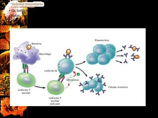 Os linfócitos T auxiliares, depois de activados, vão estimular a activação de outras células, como linfócitos B, fagócitos e mesmo outros linfócitos T. Além disso, estas células podem também sofrer divisão, originando vários clones, que se vão diferenciar em linfócitos T C , linfócitos T S  e linfócitos T de memória.  Fig.13  Estimulação de um Linfócito B por um Linfócito T auxiliar. 