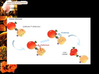 Os linfócitos T citotóxicos vão, por sua vez, ligar-se a células estranhas ou infectadas e libertar perforina, proteína que provocará a formação de poros na membrana citoplasmática destas células, causando a sua lise celular. Fig.16  Acção destrutiva dos Linfócitos T citotóxicos. 