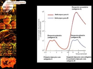 São estas células de memória as responsáveis pela resposta imunitária secundária, pois se o organismo for invadido por um antigénio que já o tenha feito antes, elas vão ser capazes de reconhecer as suas características, desenvolvendo, consequentemente, uma resposta muito mais rápida, eficaz, intensa e prolongada. Assim, devido ao facto de num segundo contacto a resposta imunitária se desencadear muito rapidamente com uma rápida multiplicação e diferenciação das células, a doença, geralmente, não se manifesta, pois o corpo estranho é imediatamente eliminado. Fig.17  Memória Imunitária 
