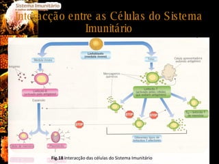 Interacção entre as Células do Sistema Imunitário Fig.18  Interacção das células do Sistema Imunitário 