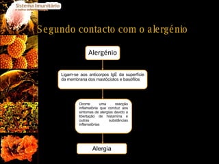 Segundo contacto com o alergénio Ligam-se aos anticorpos IgE da superfície da membrana dos mastóciotos e basófilos Ocorre uma reacção inflamatória que conduz aos sintomas de alergias devido a libertação de histamina e outras substâncias inflamatórias Alergia Alergénio 
