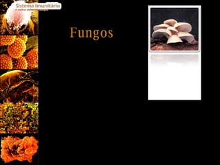 Fungos Os fungos podem originar desde uma suave comichão, até à morte do organismo infectado.  Algumas das doenças causadas por fungos parasitas são: Envenenamento (fungo -  Amanita phaloides ); Candidíase (fungo -  Candida albicans );   