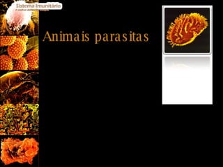 Animais parasitas Seres vivos de pequenas dimensões como por exemplo os protozoários. Podem ser encontrados em locais diversos como o solo, animais ou plantas e podem infectar os organismos causado doenças como por exemplo: Doença do sono ( Trypanossoma ); Malária ( Plasmodium ); 